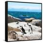 Awesome South Africa Collection Square - Penguin Colony-Philippe Hugonnard-Framed Stretched Canvas