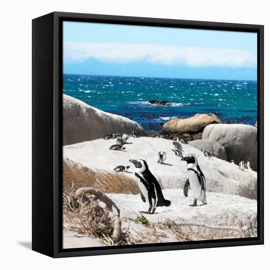 Awesome South Africa Collection Square - Penguin Colony-Philippe Hugonnard-Framed Stretched Canvas