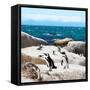 Awesome South Africa Collection Square - Penguin Colony-Philippe Hugonnard-Framed Stretched Canvas