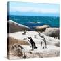 Awesome South Africa Collection Square - Penguin Colony-Philippe Hugonnard-Stretched Canvas