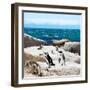 Awesome South Africa Collection Square - Penguin Colony-Philippe Hugonnard-Framed Photographic Print
