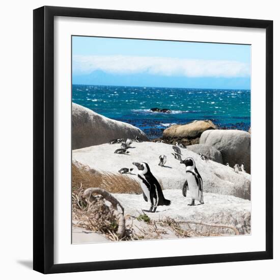 Awesome South Africa Collection Square - Penguin Colony-Philippe Hugonnard-Framed Photographic Print