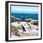 Awesome South Africa Collection Square - Penguin Colony-Philippe Hugonnard-Framed Photographic Print