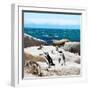 Awesome South Africa Collection Square - Penguin Colony-Philippe Hugonnard-Framed Photographic Print