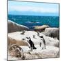 Awesome South Africa Collection Square - Penguin Colony-Philippe Hugonnard-Mounted Photographic Print