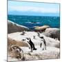 Awesome South Africa Collection Square - Penguin Colony-Philippe Hugonnard-Mounted Photographic Print