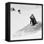 Awesome South Africa Collection Square - Penguin Lovers B&W-Philippe Hugonnard-Framed Stretched Canvas