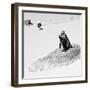 Awesome South Africa Collection Square - Penguin Lovers B&W-Philippe Hugonnard-Framed Photographic Print