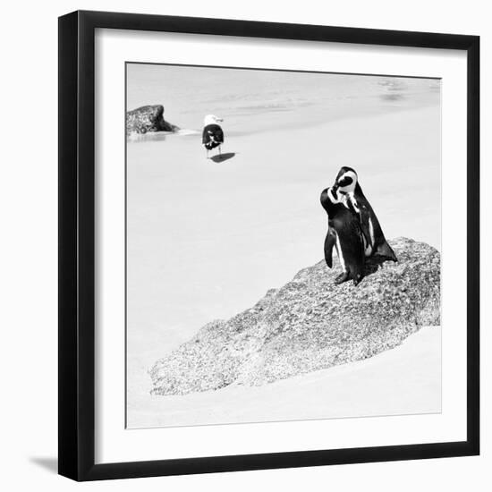 Awesome South Africa Collection Square - Penguin Lovers B&W-Philippe Hugonnard-Framed Photographic Print