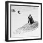 Awesome South Africa Collection Square - Penguin Lovers B&W-Philippe Hugonnard-Framed Photographic Print