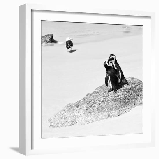 Awesome South Africa Collection Square - Penguin Lovers B&W-Philippe Hugonnard-Framed Photographic Print