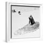 Awesome South Africa Collection Square - Penguin Lovers B&W-Philippe Hugonnard-Framed Photographic Print