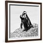 Awesome South Africa Collection Square - Penguin Lovers II B&W-Philippe Hugonnard-Framed Photographic Print