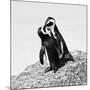 Awesome South Africa Collection Square - Penguin Lovers II B&W-Philippe Hugonnard-Mounted Photographic Print