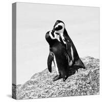 Awesome South Africa Collection Square - Penguin Lovers II B&W-Philippe Hugonnard-Stretched Canvas