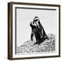 Awesome South Africa Collection Square - Penguin Lovers II B&W-Philippe Hugonnard-Framed Photographic Print