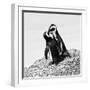 Awesome South Africa Collection Square - Penguin Lovers II B&W-Philippe Hugonnard-Framed Photographic Print