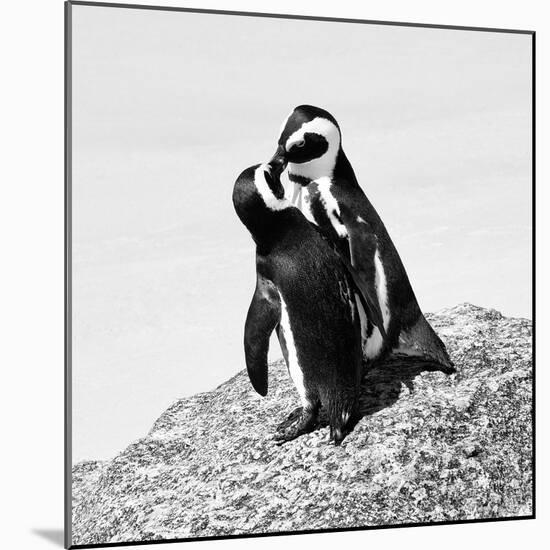 Awesome South Africa Collection Square - Penguin Lovers II B&W-Philippe Hugonnard-Mounted Photographic Print