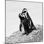 Awesome South Africa Collection Square - Penguin Lovers II B&W-Philippe Hugonnard-Mounted Photographic Print