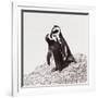 Awesome South Africa Collection Square - Penguin Lovers IV-Philippe Hugonnard-Framed Photographic Print