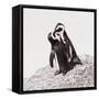 Awesome South Africa Collection Square - Penguin Lovers IV-Philippe Hugonnard-Framed Stretched Canvas