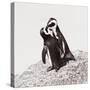 Awesome South Africa Collection Square - Penguin Lovers IV-Philippe Hugonnard-Stretched Canvas