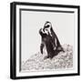 Awesome South Africa Collection Square - Penguin Lovers IV-Philippe Hugonnard-Framed Photographic Print