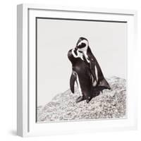 Awesome South Africa Collection Square - Penguin Lovers IV-Philippe Hugonnard-Framed Photographic Print