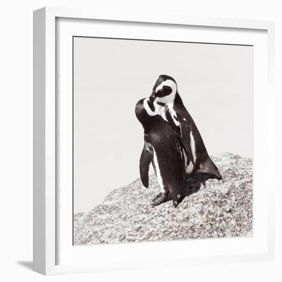 Awesome South Africa Collection Square - Penguin Lovers IV-Philippe Hugonnard-Framed Photographic Print