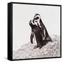 Awesome South Africa Collection Square - Penguin Lovers IV-Philippe Hugonnard-Framed Stretched Canvas