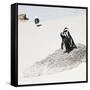 Awesome South Africa Collection Square - Penguin Lovers-Philippe Hugonnard-Framed Stretched Canvas