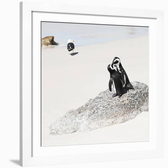 Awesome South Africa Collection Square - Penguin Lovers-Philippe Hugonnard-Framed Photographic Print