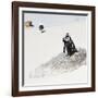 Awesome South Africa Collection Square - Penguin Lovers-Philippe Hugonnard-Framed Photographic Print