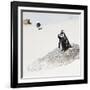 Awesome South Africa Collection Square - Penguin Lovers-Philippe Hugonnard-Framed Photographic Print