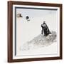 Awesome South Africa Collection Square - Penguin Lovers-Philippe Hugonnard-Framed Photographic Print