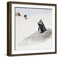 Awesome South Africa Collection Square - Penguin Lovers-Philippe Hugonnard-Framed Photographic Print