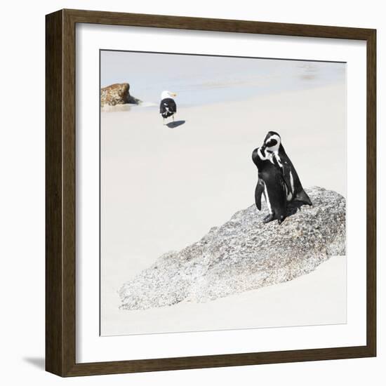 Awesome South Africa Collection Square - Penguin Lovers-Philippe Hugonnard-Framed Photographic Print