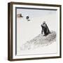 Awesome South Africa Collection Square - Penguin Lovers-Philippe Hugonnard-Framed Photographic Print