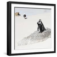 Awesome South Africa Collection Square - Penguin Lovers-Philippe Hugonnard-Framed Photographic Print