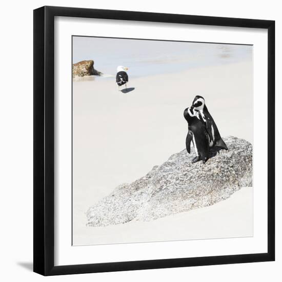 Awesome South Africa Collection Square - Penguin Lovers-Philippe Hugonnard-Framed Photographic Print