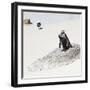 Awesome South Africa Collection Square - Penguin Lovers-Philippe Hugonnard-Framed Photographic Print