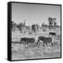 Awesome South Africa Collection Square - Plains Zebras B&W-Philippe Hugonnard-Framed Stretched Canvas