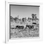 Awesome South Africa Collection Square - Plains Zebras B&W-Philippe Hugonnard-Framed Photographic Print