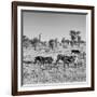 Awesome South Africa Collection Square - Plains Zebras B&W-Philippe Hugonnard-Framed Photographic Print