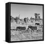 Awesome South Africa Collection Square - Plains Zebras B&W-Philippe Hugonnard-Framed Stretched Canvas