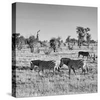 Awesome South Africa Collection Square - Plains Zebras B&W-Philippe Hugonnard-Stretched Canvas