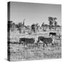 Awesome South Africa Collection Square - Plains Zebras B&W-Philippe Hugonnard-Stretched Canvas