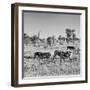 Awesome South Africa Collection Square - Plains Zebras B&W-Philippe Hugonnard-Framed Photographic Print