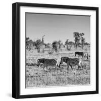 Awesome South Africa Collection Square - Plains Zebras B&W-Philippe Hugonnard-Framed Photographic Print