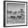 Awesome South Africa Collection Square - Plains Zebras B&W-Philippe Hugonnard-Framed Photographic Print